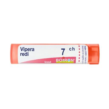 Vipera redi 7ch gr