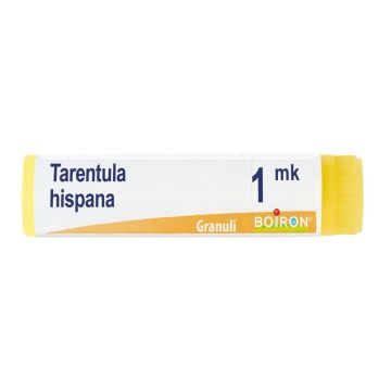 Tarentula hispana mk gl