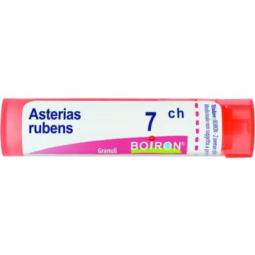 Asterias rubens 7ch gr 4g