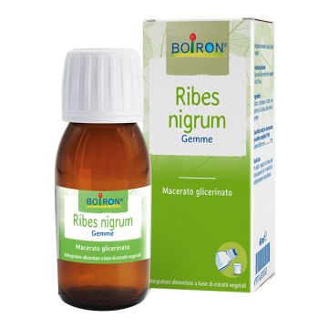 Ribes nigrum 7ch gr