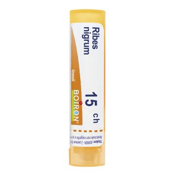 Ribes nigrum 15ch gr bo