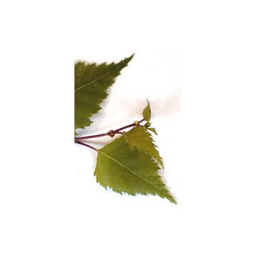 Msa betula verrucosa 50 ml