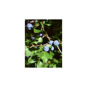 Msa prunus spinosa 50 ml