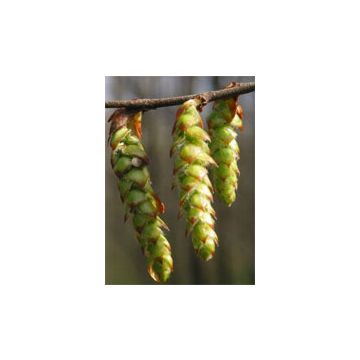 Msa carpinus betulus 50 ml