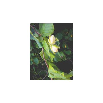 Msa corylus avellana 50 ml