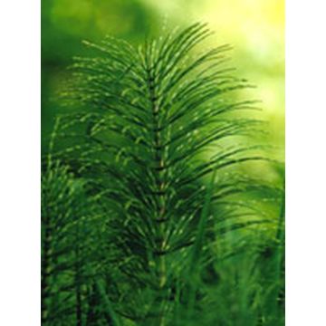 Tsa equisetum arv.50ml