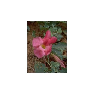 Tsa harpagophytum 50 ml