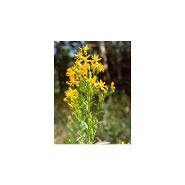 Tsa solidago virgaurea 50 ml