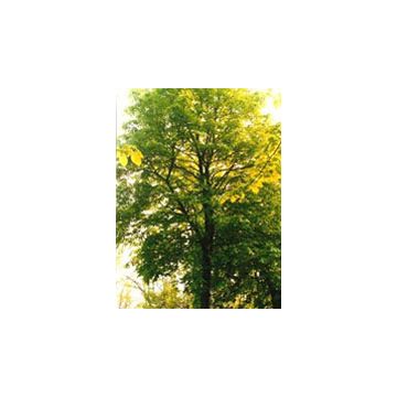 Tsa tilia europea 50 ml
