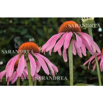 911171609.jpg 911171609.jpg