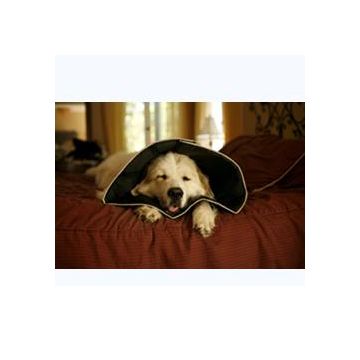 Comfy cone collare elisabettiano innovativo l diametro 25 cm Comfy cone collare elisabettiano innovativo l diametro 25 cm