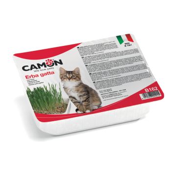 Camon Gatto Erbagatta Con Semi Di Orzo In Vaschetta