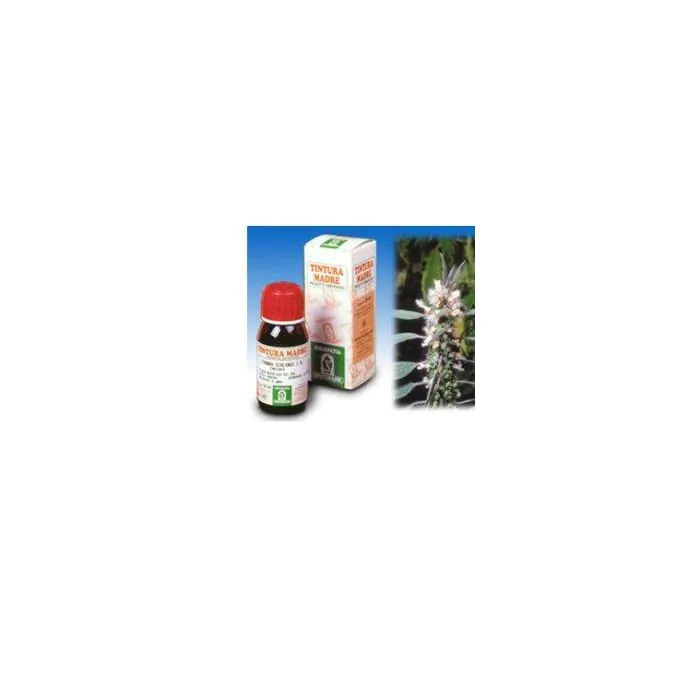 Sp.leonorus cardiaca tm 50ml Sp.leonorus cardiaca tm 50ml