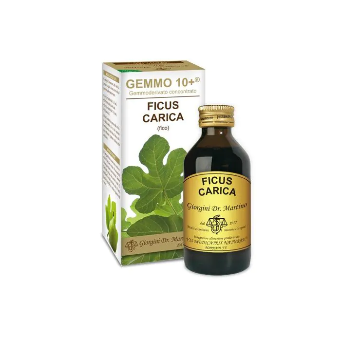 Ficus carica gemmo 10+100ml Ficus carica gemmo 10+100ml