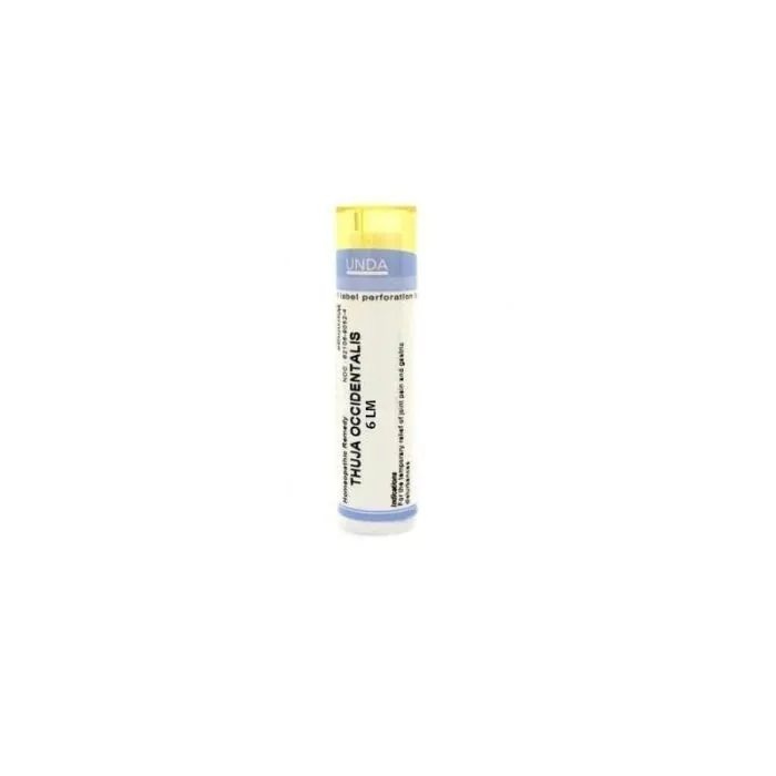 Thuya occident 6lm gr Thuya occident 6lm gr