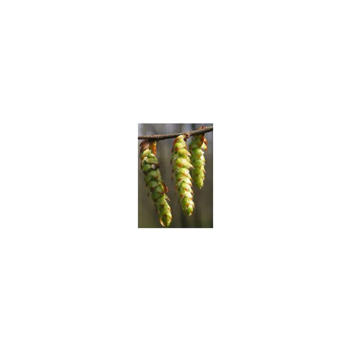 Msa carpinus betulus 50 ml Msa carpinus betulus 50 ml
