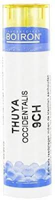 Thuya occident 9lm gr
