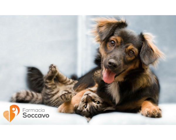Antiparassitari per cani e per gatti: quali usare e perché?